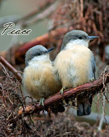 WildCare Holiday Card image of two birds